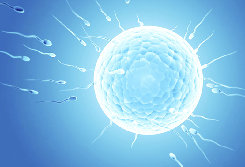 El proceso de la inseminación artificial (iAD-IAH), paso a paso